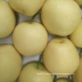 Good Quality of Chinese Fresh Golden Pear